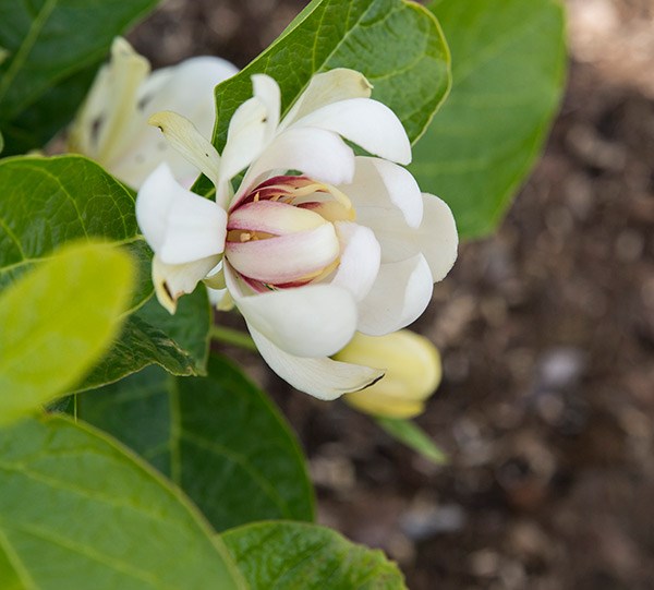 <i>Calycanthus</i> 'Venus'