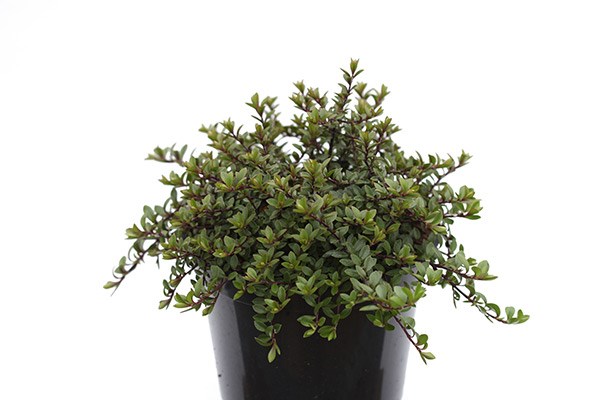 <i>Veronica</i> 'Youngii'