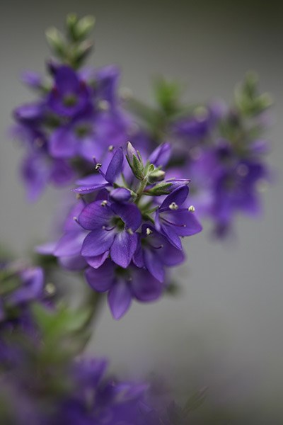 <i>Veronica</i> 'Youngii'