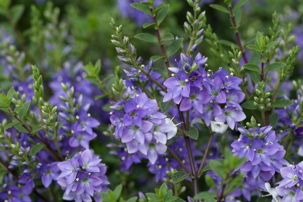 <i>Veronica</i> 'Youngii'