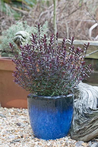 <i>Veronica</i> 'Pascal'