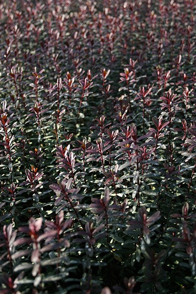 <i>Veronica</i> 'Pascal'