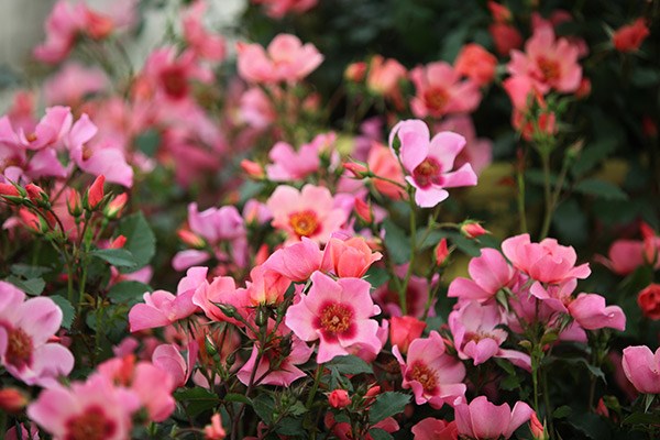 <i>Rosa</i> <b class=small-caps>For Your Eyes Only</b> ('Cheweyesup') (PBR) | Floribunda Bush Rose