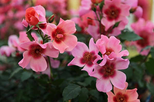 <i>Rosa</i> <b class=small-caps>For Your Eyes Only</b> ('Cheweyesup') (PBR) | Floribunda Bush Rose