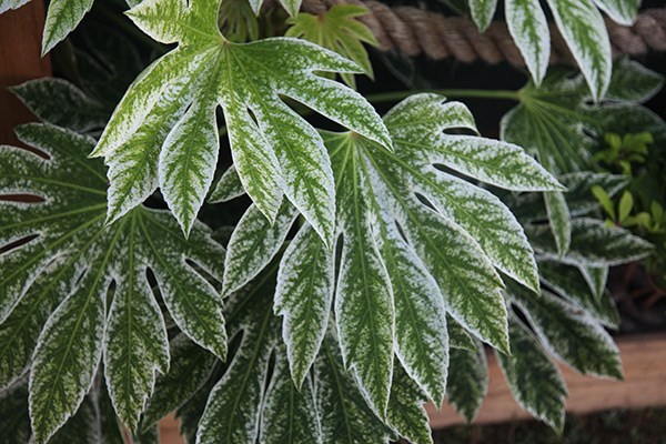 <i>Fatsia japonica</i> 'Tsumugi-shibori'