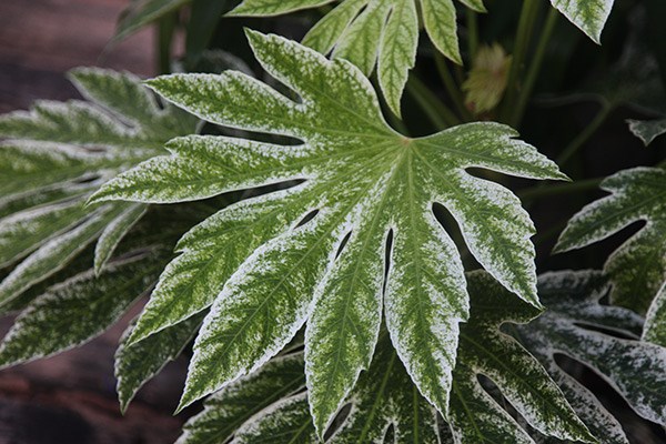<i>Fatsia japonica</i> 'Tsumugi-shibori'