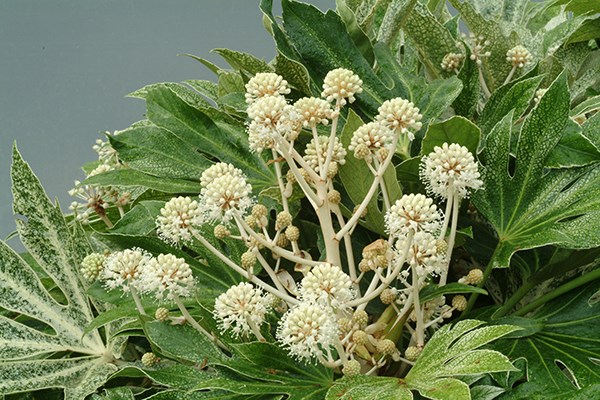 <i>Fatsia japonica</i> 'Tsumugi-shibori'