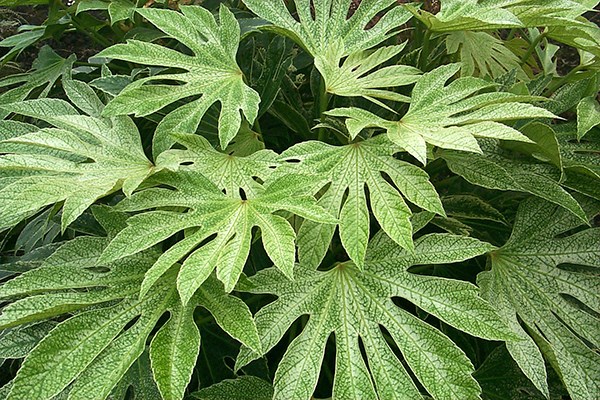 <i>Fatsia japonica</i> 'Tsumugi-shibori'