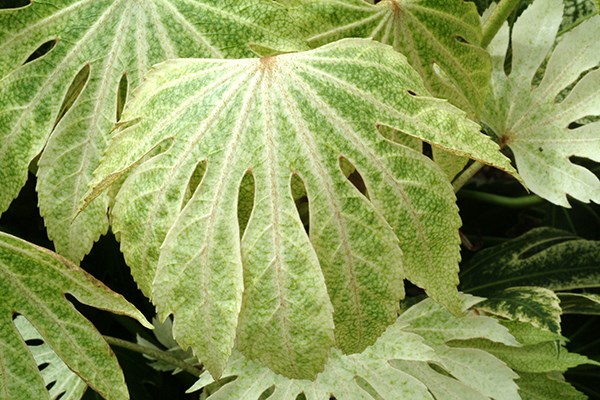 <i>Fatsia japonica</i> 'Tsumugi-shibori'