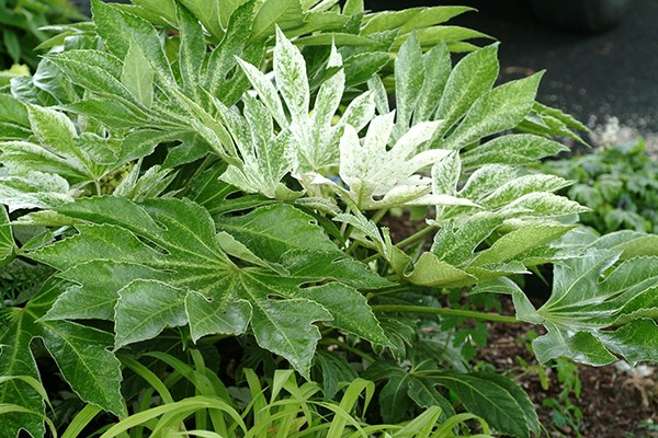 <i>Fatsia japonica</i> 'Tsumugi-shibori'