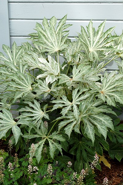 <i>Fatsia japonica</i> 'Tsumugi-shibori'