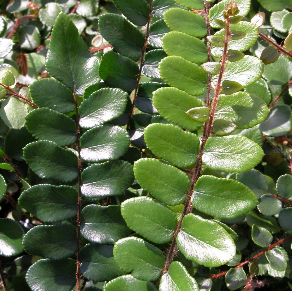 <i>Pellaea rotundifolia</i> 