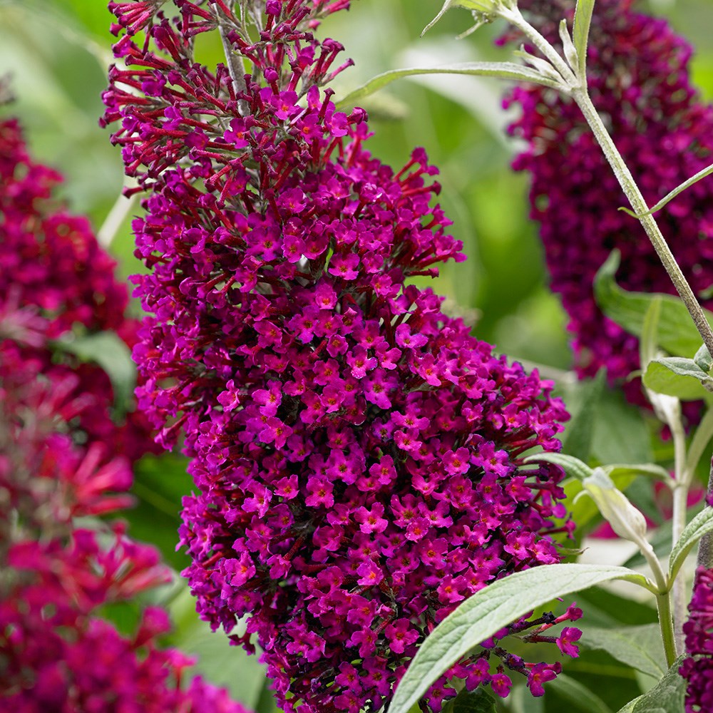 <i>Buddleja</i> <b class=small-caps>Sugar Plum</b> ('Lonplum') (PBR)