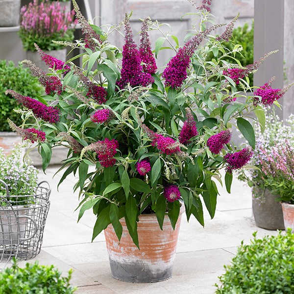 <i>Buddleja</i> <b class=small-caps>Sugar Plum</b> ('Lonplum') (PBR)