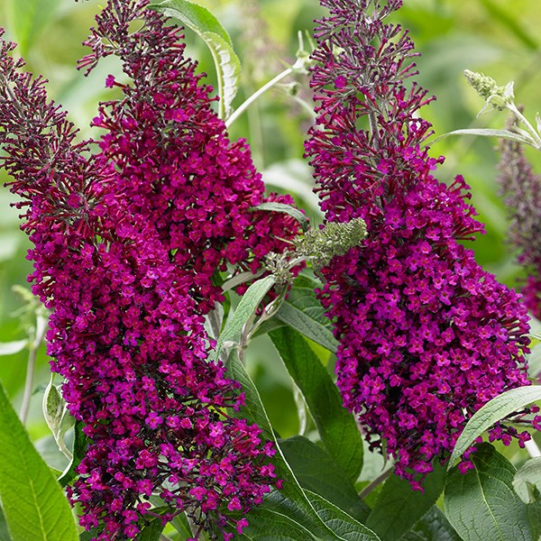 <i>Buddleja</i> <b class=small-caps>Sugar Plum</b> ('Lonplum') (PBR)