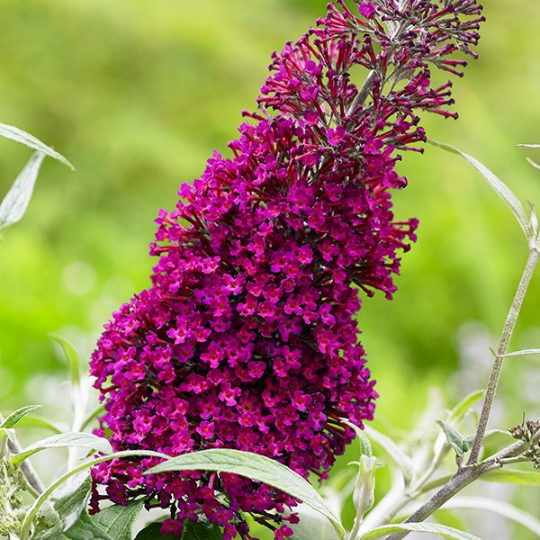 <i>Buddleja</i> <b class=small-caps>Sugar Plum</b> ('Lonplum') (PBR)