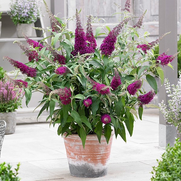 <i>Buddleja</i> <b class=small-caps>Sugar Plum</b> ('Lonplum') (PBR)
