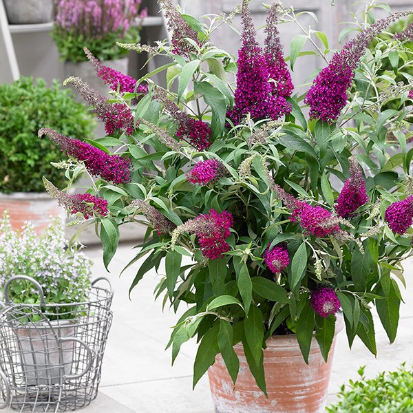 <i>Buddleja</i> <b class=small-caps>Sugar Plum</b> ('Lonplum') (PBR)