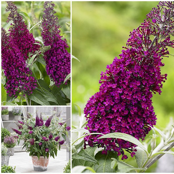 <i>Buddleja</i> <b class=small-caps>Sugar Plum</b> ('Lonplum') (PBR)