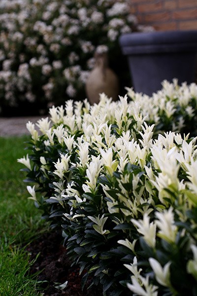 <i>Euonymus japonicus</i> <b class=small-caps>Paloma Blanca</b> ('Lankveld03') (PBR)