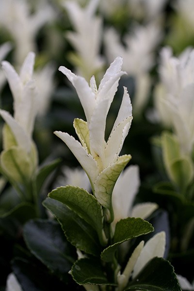 <i>Euonymus japonicus</i> <b class=small-caps>Paloma Blanca</b> ('Lankveld03') (PBR)