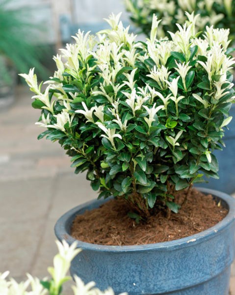 <i>Euonymus japonicus</i> <b class=small-caps>Paloma Blanca</b> ('Lankveld03') (PBR)