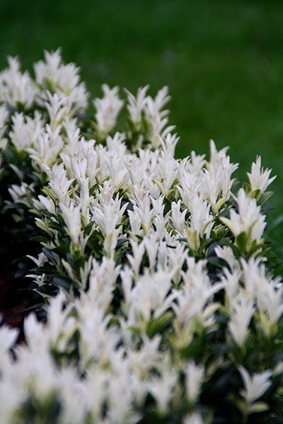<i>Euonymus japonicus</i> <b class=small-caps>Paloma Blanca</b> ('Lankveld03') (PBR)