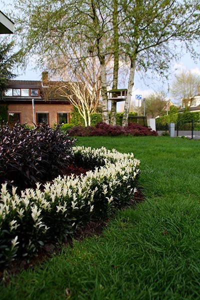 <i>Euonymus japonicus</i> <b class=small-caps>Paloma Blanca</b> ('Lankveld03') (PBR)