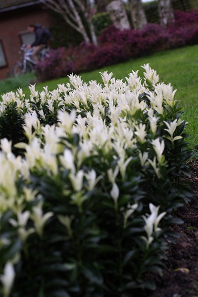 <i>Euonymus japonicus</i> <b class=small-caps>Paloma Blanca</b> ('Lankveld03') (PBR)