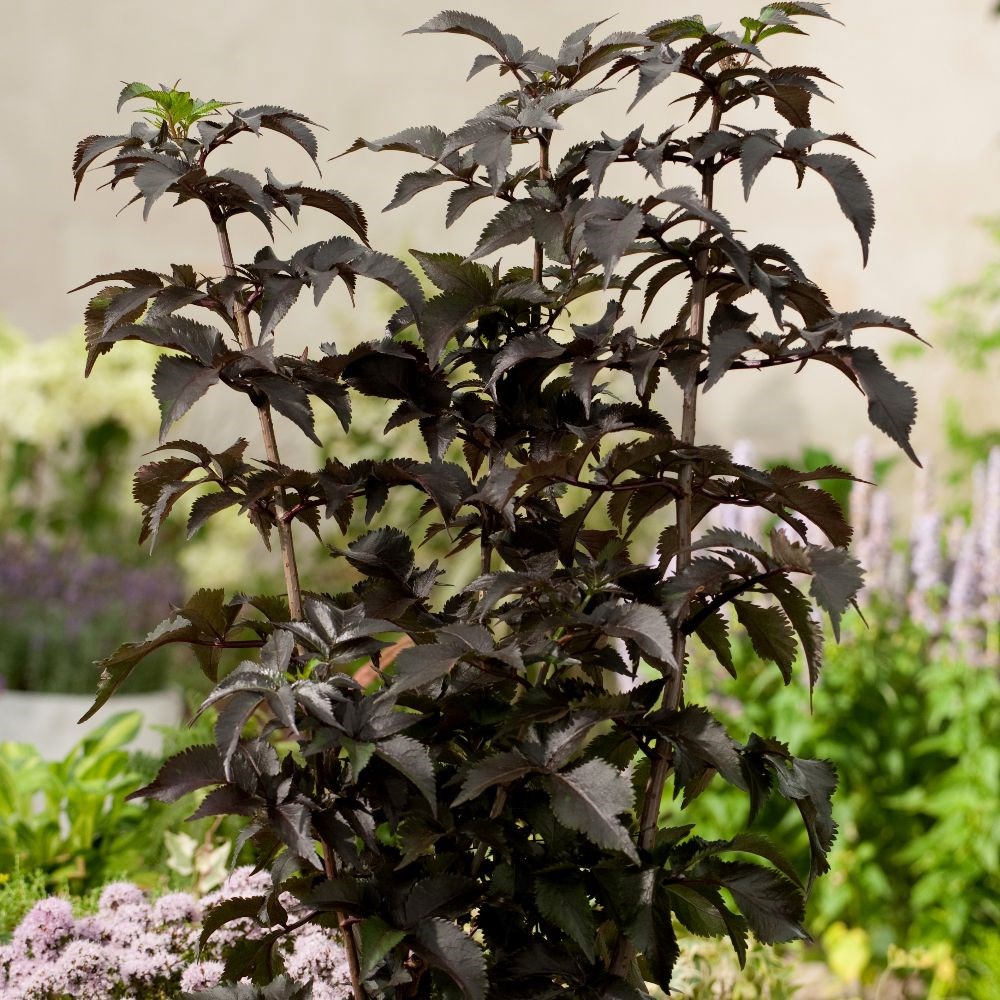 <i>Sambucus nigra</i> f. porphyrophylla <b class=small-caps>Black Tower</b> ('Eiffel 1') (PBR)