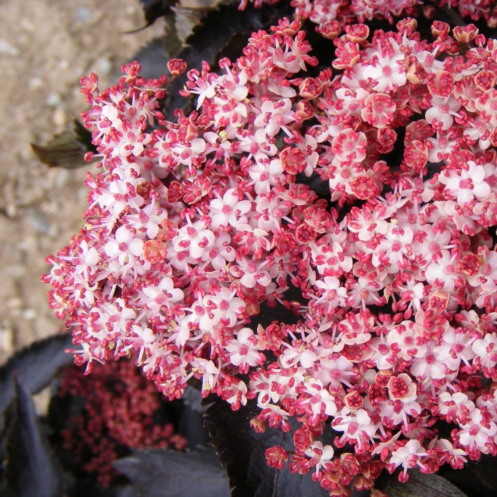 <i>Sambucus nigra</i> f. porphyrophylla <b class=small-caps>Black Tower</b> ('Eiffel 1') (PBR)
