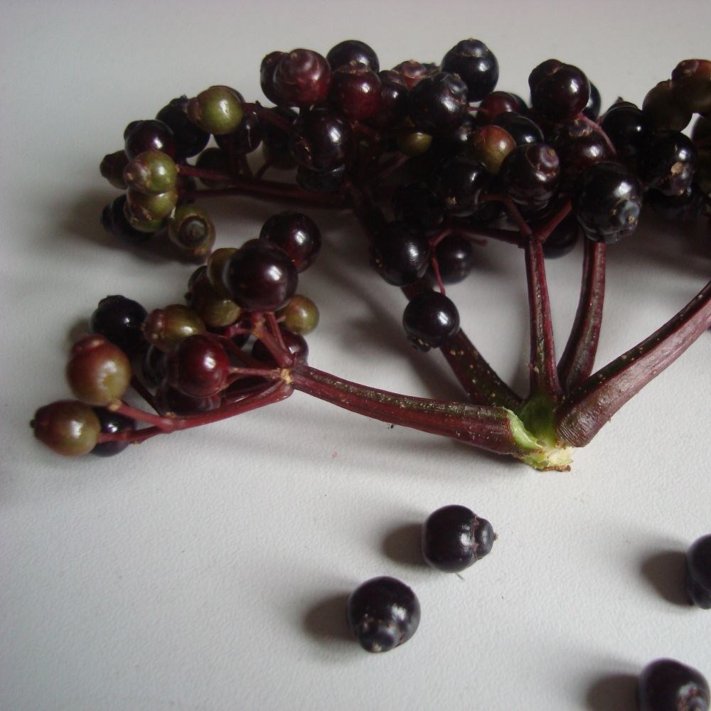 <i>Sambucus nigra</i> f. porphyrophylla <b class=small-caps>Black Tower</b> ('Eiffel 1') (PBR)