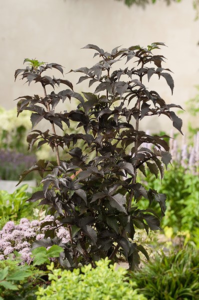 <i>Sambucus nigra</i> f. porphyrophylla <b class=small-caps>Black Tower</b> ('Eiffel 1') (PBR)
