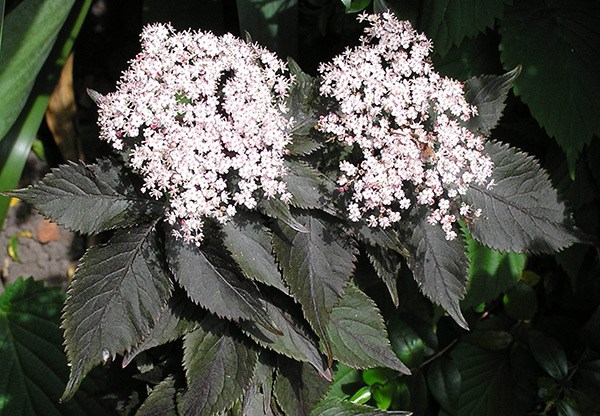 <i>Sambucus nigra</i> f. porphyrophylla <b class=small-caps>Black Tower</b> ('Eiffel 1') (PBR)