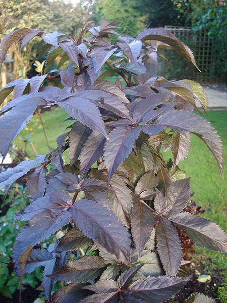 <i>Sambucus nigra</i> f. porphyrophylla <b class=small-caps>Black Tower</b> ('Eiffel 1') (PBR)
