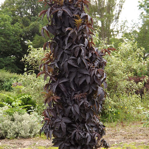 <i>Sambucus nigra</i> f. porphyrophylla <b class=small-caps>Black Tower</b> ('Eiffel 1') (PBR)