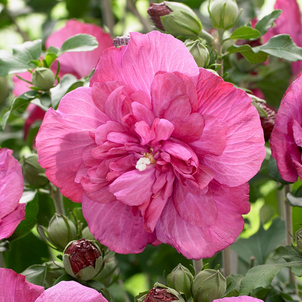 <i>Hibiscus syriacus</i> <b class=small-caps>Magenta Chiffon</b> ('Rwoods5') (PBR) (Chiffon Series)