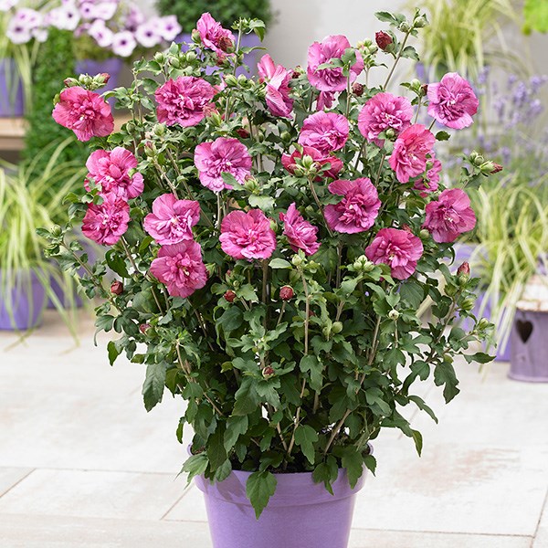 <i>Hibiscus syriacus</i> <b class=small-caps>Magenta Chiffon</b> ('Rwoods5') (PBR) (Chiffon Series)