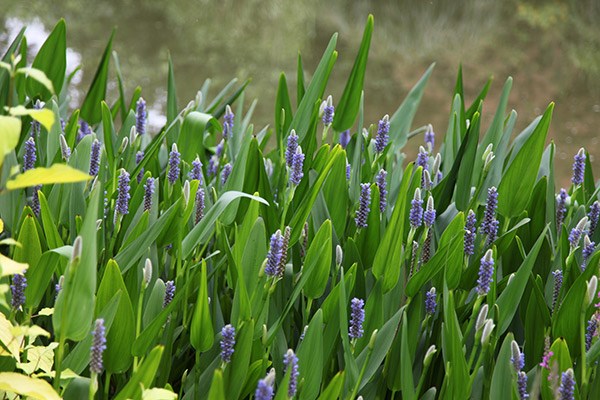 <i>Pontederia cordata</i> 