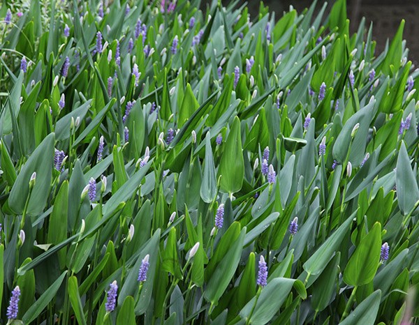 <i>Pontederia cordata</i> 