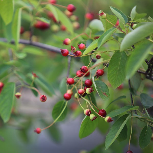 <i>Amelanchier lamarckii</i> 