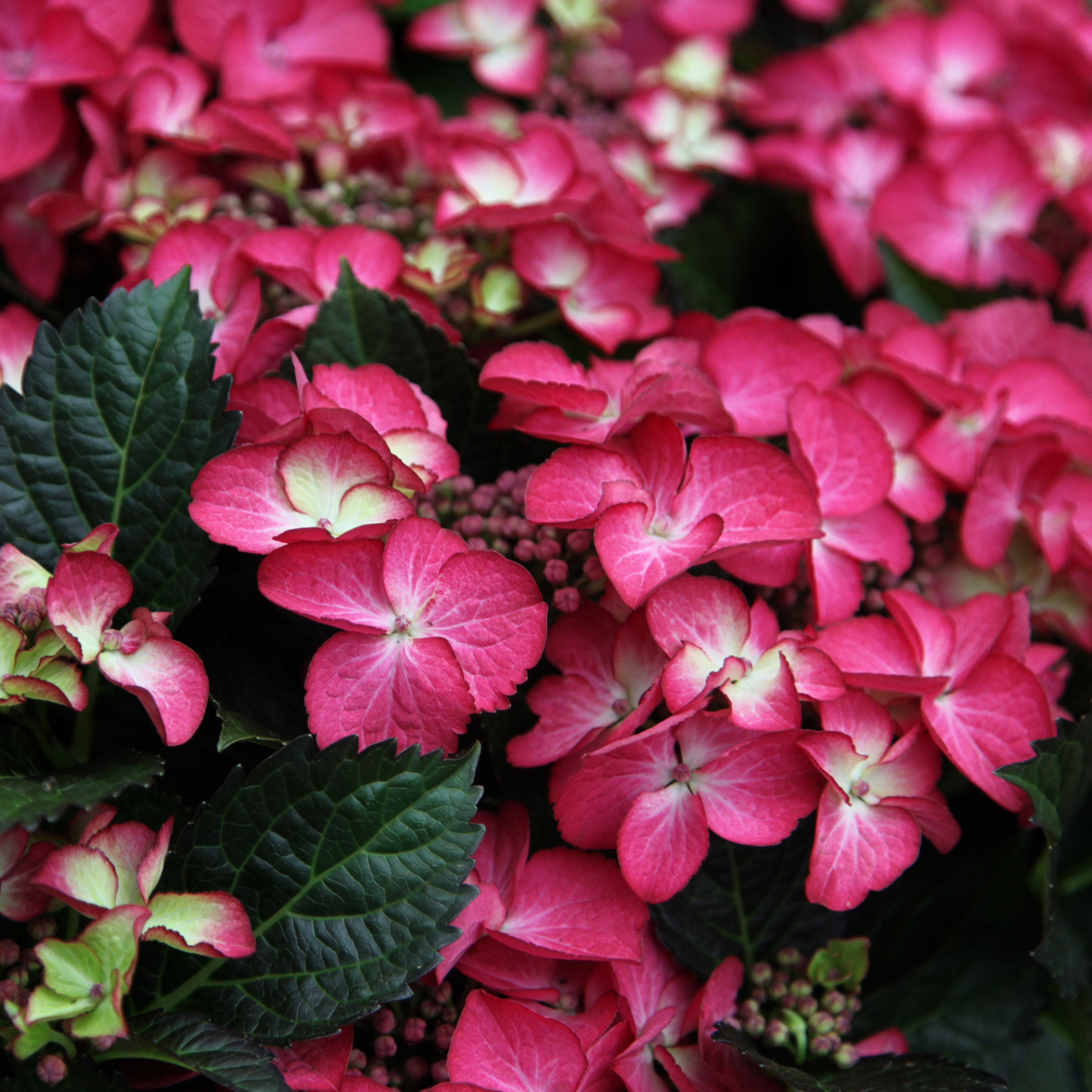 <i>Hydrangea macrophylla</i> 'Dark Angel Red'