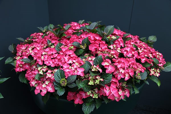 <i>Hydrangea macrophylla</i> 'Dark Angel Red'