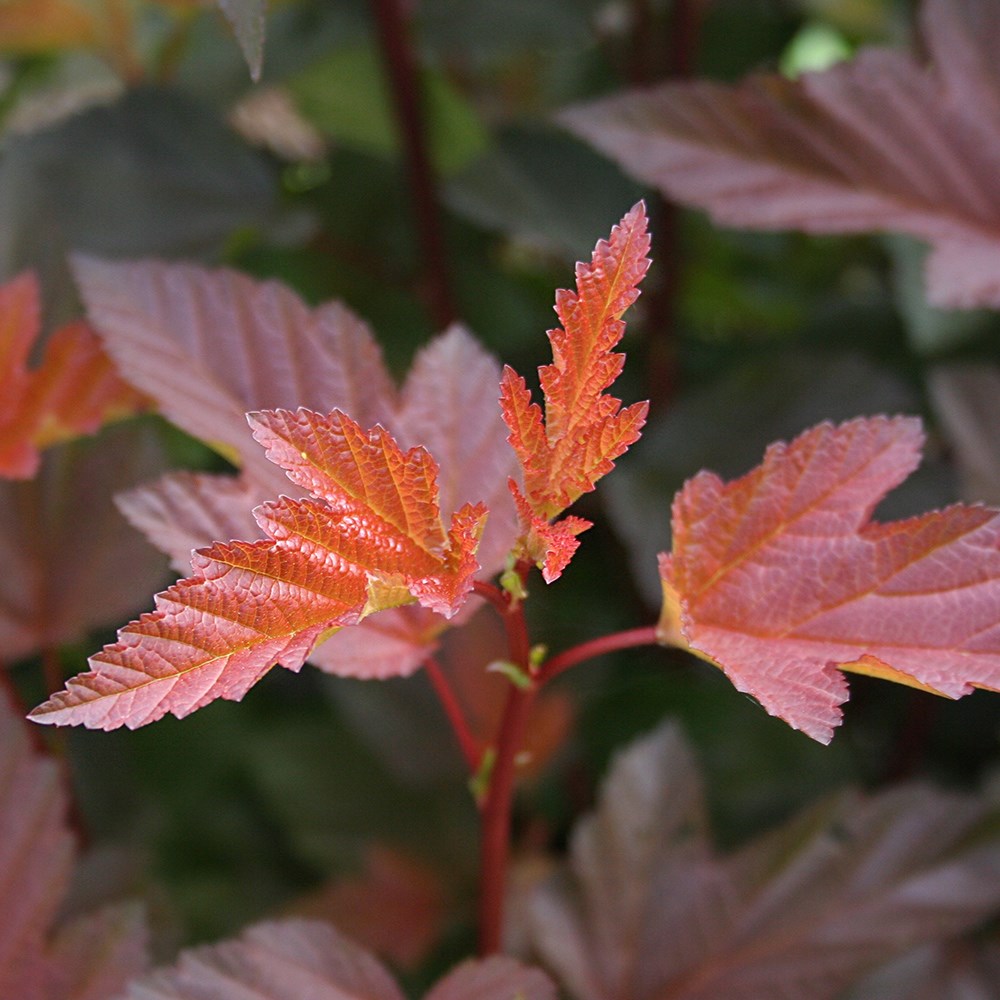 <i>Physocarpus opulifolius</i> <b class=small-caps>Little Angel</b> ('Hoogi016') (PBR)
