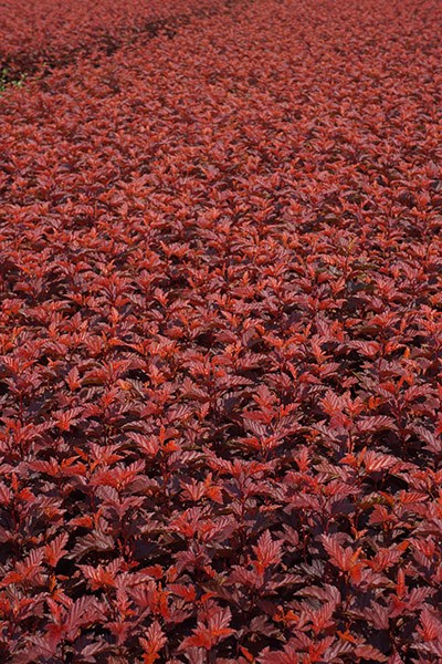 <i>Physocarpus opulifolius</i> <b class=small-caps>Little Angel</b> ('Hoogi016') (PBR)