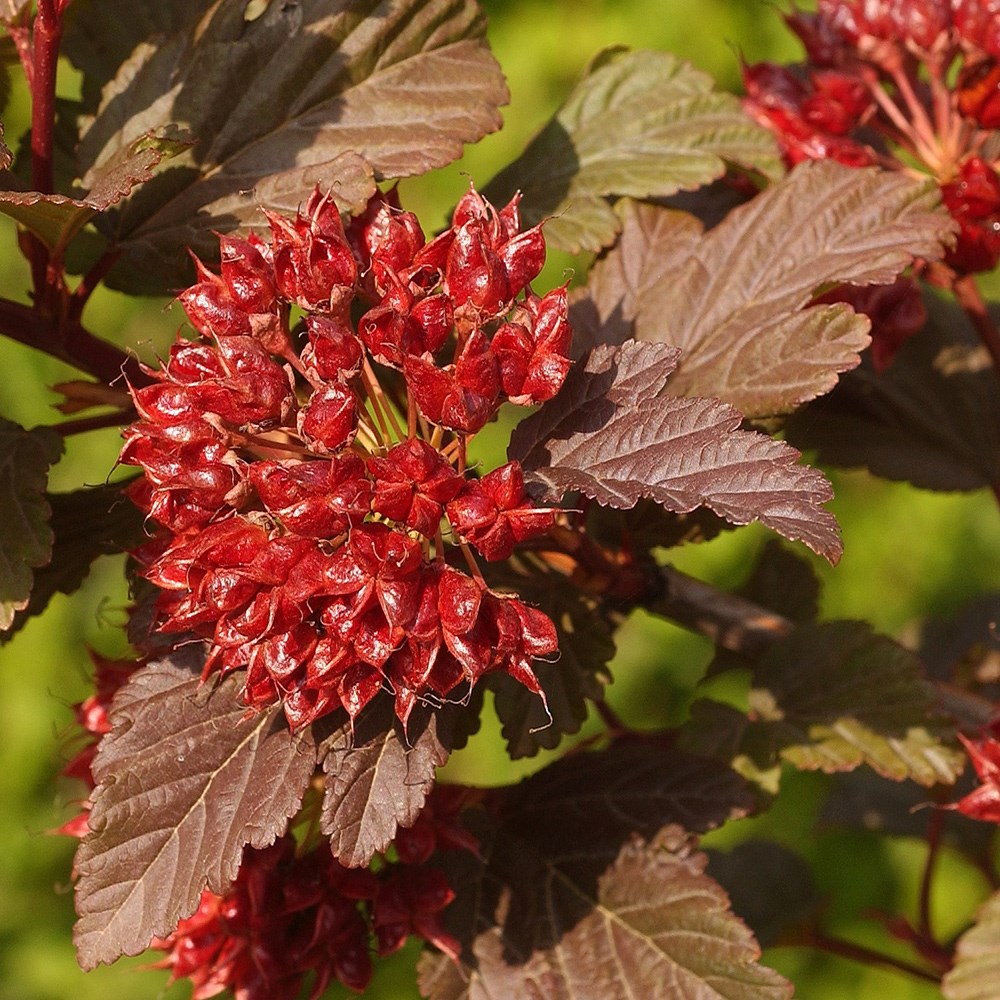 <i>Physocarpus opulifolius</i> <b class=small-caps>Little Angel</b> ('Hoogi016') (PBR)