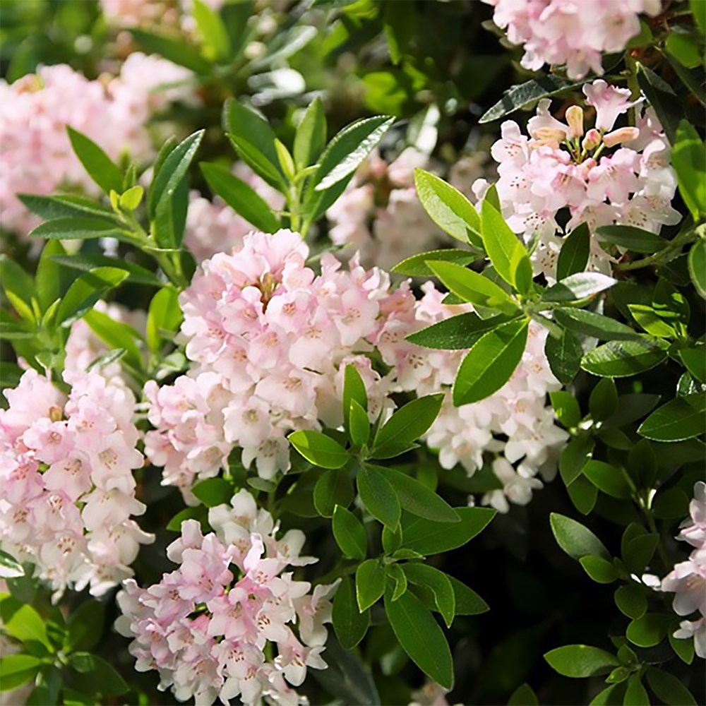 <i>Rhododendron</i> <b class=small-caps>Bloombux</b> ('Microhirs3') (PBR) (Inkarho)