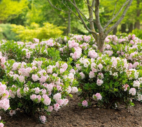 <i>Rhododendron</i> <b class=small-caps>Bloombux</b> ('Microhirs3') (PBR) (Inkarho)