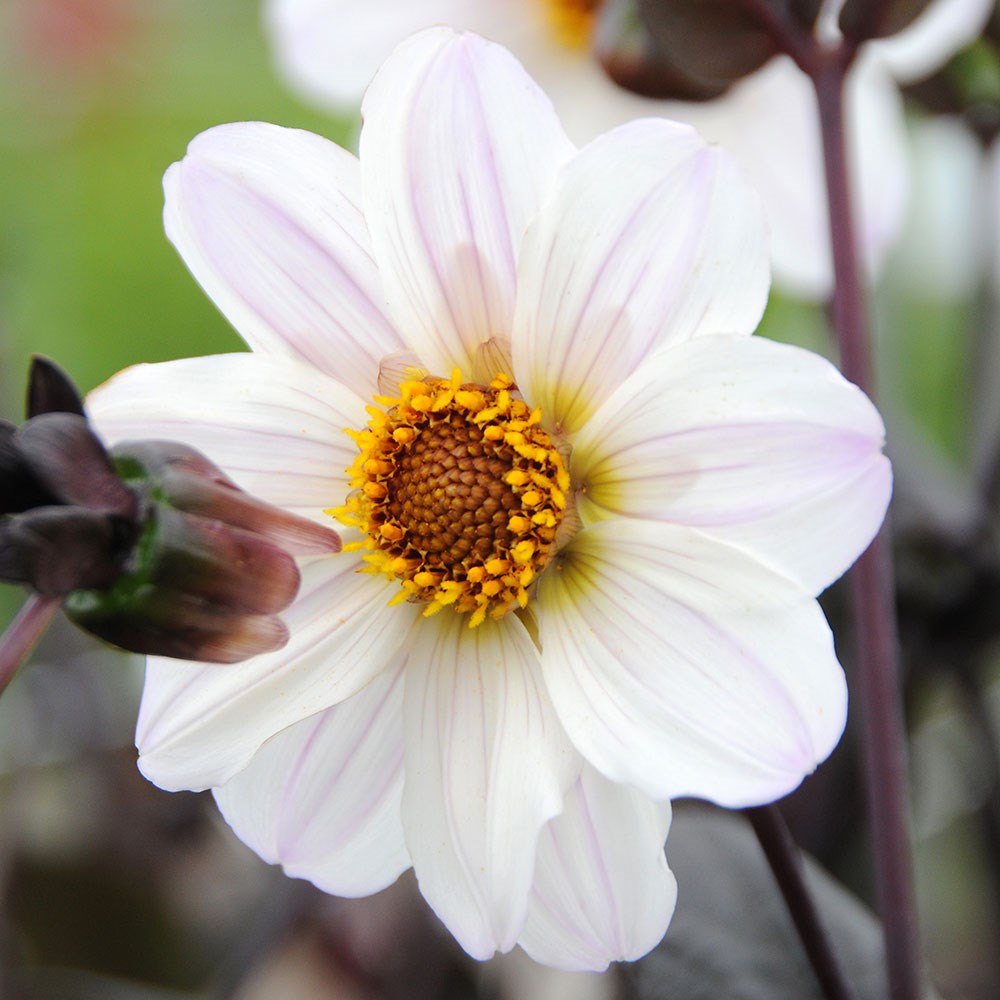 <i>Dahlia</i> 'Bishop of Dover'