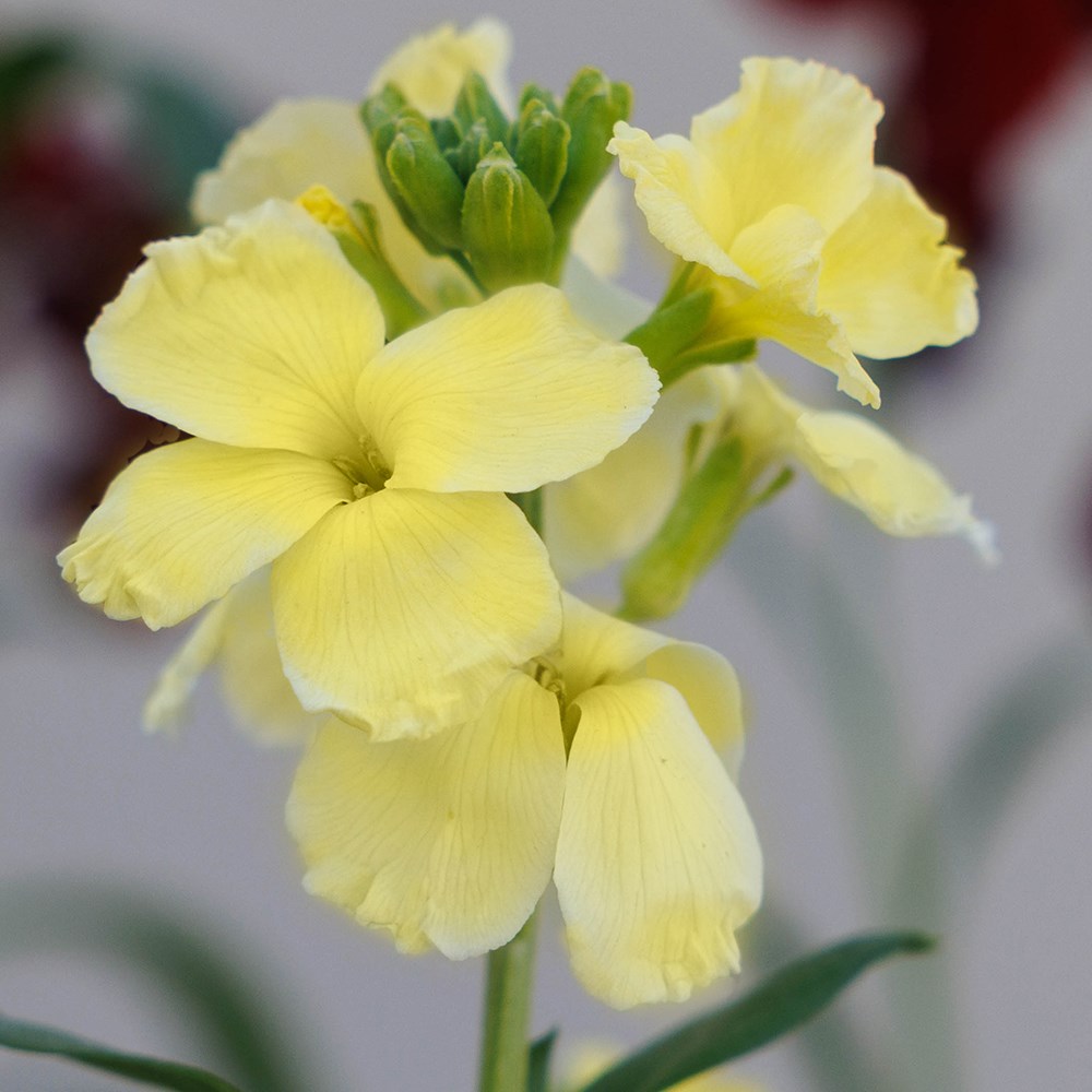 wallflower 'Primrose Dame'